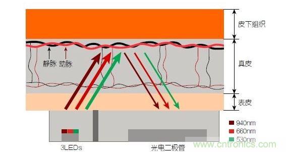 反射光脈搏測量原理。傳感器發(fā)出的光透過皮膚和組織，一部分被吸收，一部分被反射回檢測器。因為動脈中的血流量隨心臟的每次跳動會有所變化，因此光線被吸收的量以及檢測器收到的信號強(qiáng)度也會隨之發(fā)生改變。綠光可以在手腕處提供最佳結(jié)果，而紅光和紅外光一般用于手指測量。 8