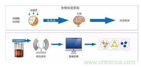 仿生傳感器的定義、原理、分類及應(yīng)用