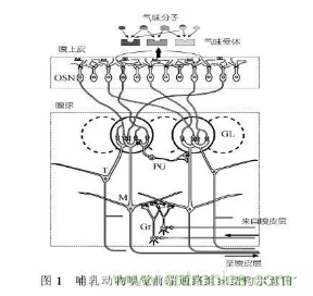 仿生傳感器的定義、原理、分類及應(yīng)用